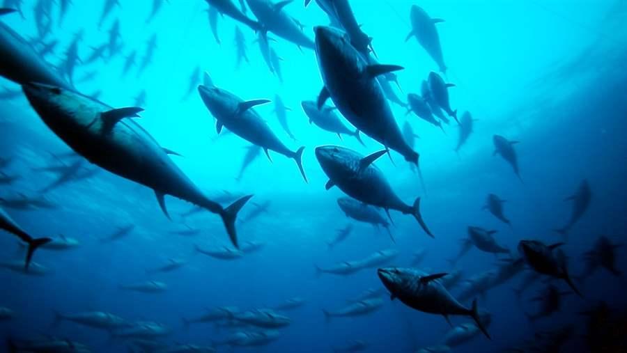 bluefin tuna bluefin tuna